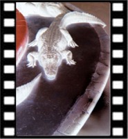 fl gator neg.jpg
